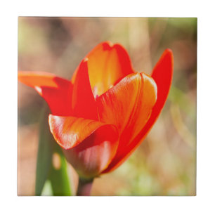 Red Tulip Blossom Fliese
