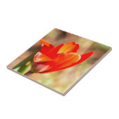 Red Tulip Blossom Fliese (Seite)