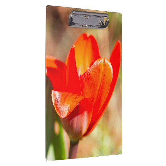 Red Tulip Blossom Klemmbrett (Rechts)