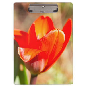 Red Tulip Blossom Klemmbrett