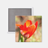 Red Tulip Blossom Magnet (Vorderseite/Rückseite)