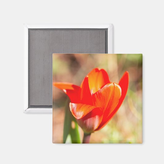 Red Tulip Blossom Magnet (Vorderseite/Rückseite)