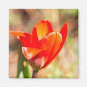 Red Tulip Blossom Magnet (Vorne)