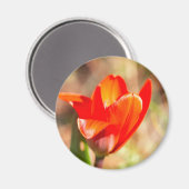 Red Tulip Blossom Magnet (Vorderseite/Rückseite)