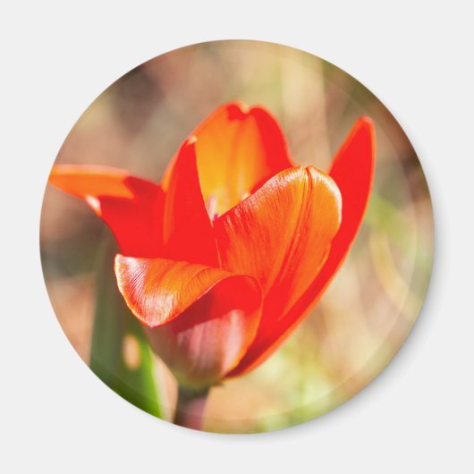 Red Tulip Blossom Magnet (Vorne)