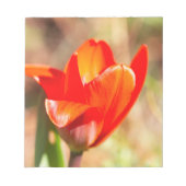 Red Tulip Blossom Notizblock (Vorderseite)