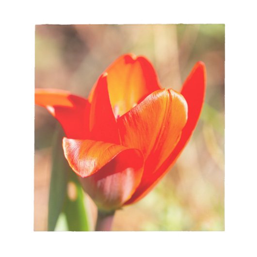 Red Tulip Blossom Notizblock (Vorderseite)