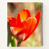 Red Tulip Blossom Notizblock (Rückseite)