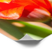 Red Tulip Blossom Poster (Ecke)