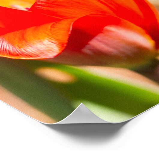 Red Tulip Blossom Poster (Ecke)