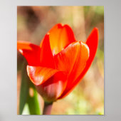 Red Tulip Blossom Poster (Vorne)