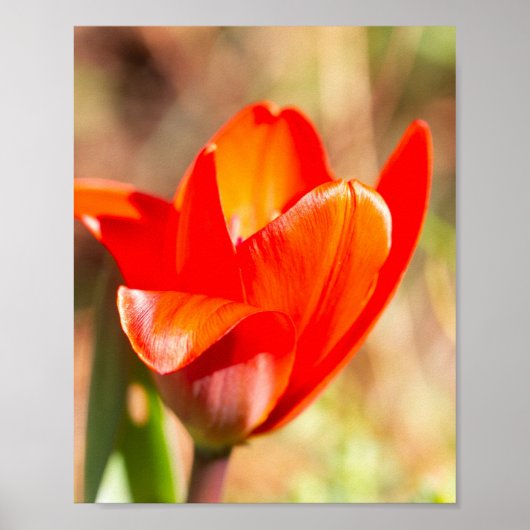 Red Tulip Blossom Poster (Vorne)
