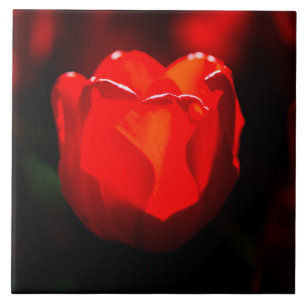 Red Tulip Blume - Feuer Fliese