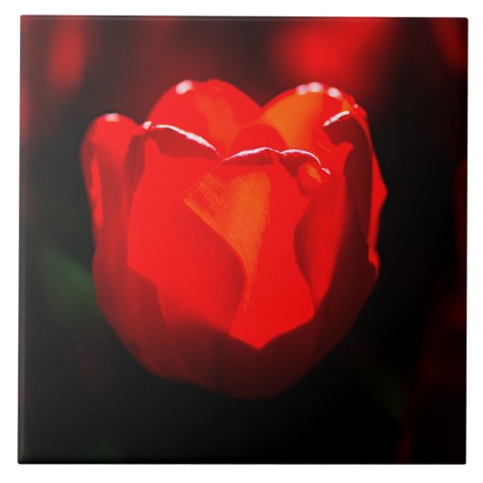 Red Tulip Blume - Feuer Fliese (Vorderseite)