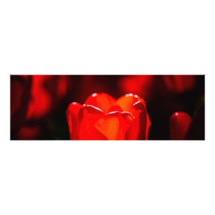 Red Tulip Blume - Feuer Fotodruck
