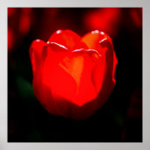 Red Tulip Blume - Feuer Poster (Vorne)