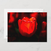 Red Tulip Blume - Feuer Postkarte (Vorne/Hinten)