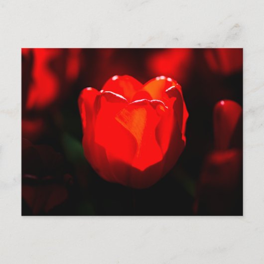 Red Tulip Blume - Feuer Postkarte (Vorderseite)