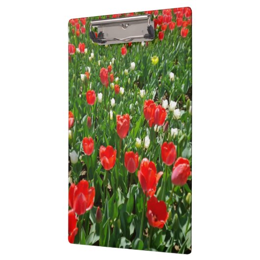 Red Tulip Blume Field Foto Klemmbrett (Links)