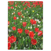 Red Tulip Blume Field Foto Klemmbrett (Rückseite)