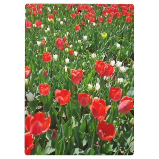 Red Tulip Blume Field Foto Klemmbrett (Rückseite)