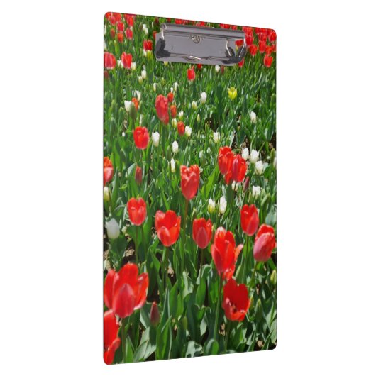 Red Tulip Blume Field Foto Klemmbrett (Rechts)