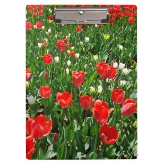 Red Tulip Blume Field Foto Klemmbrett (Vorderseite)