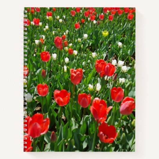 Red Tulip Blume Field Foto Notizblock (Vorderseite)