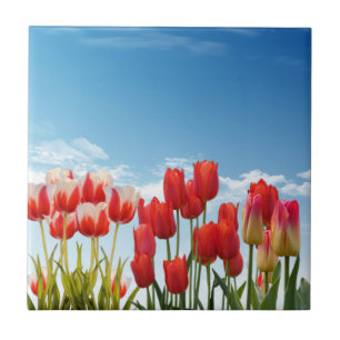 Red Tulip Blume Fliese