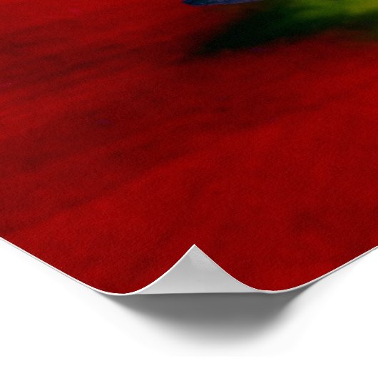 Red Tulip Blume Poster (Ecke)