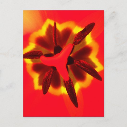 Red Tulip Center Postkarte (Vorderseite)