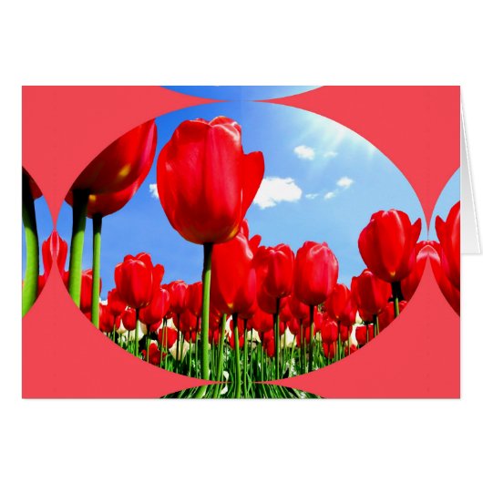 Red Tulip Delight (Vorderseite (Horizontal))