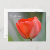 Red Tulip Floral Dankbarkeit Postkarte (Vorne/Hinten)