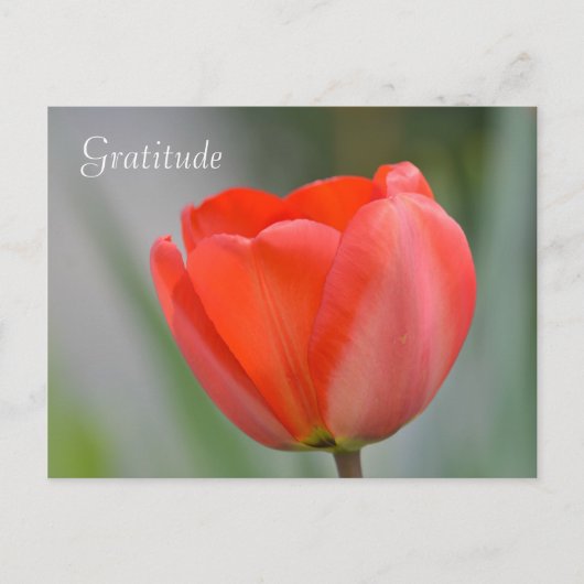 Red Tulip Floral Dankbarkeit Postkarte (Vorderseite)