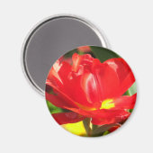 Red Tulip Fotografen Magnet (Vorderseite/Rückseite)