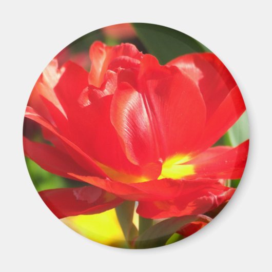 Red Tulip Fotografen Magnet (Vorne)
