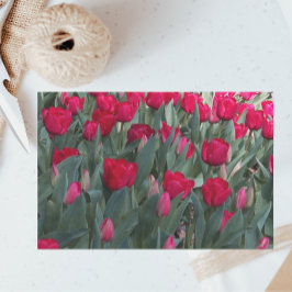 Red Tulip Garden Floral Seidenpapier