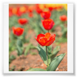 Red Tulip Garten Fotodruck