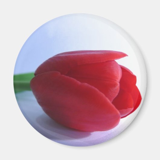 Red Tulip Magnet (Vorne)