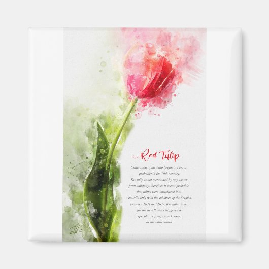 Red Tulip Magnet (Vorne)
