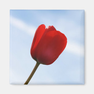 Red Tulip Magnet