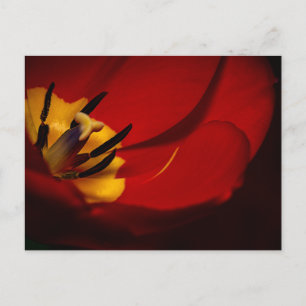 Red Tulip Post Card Postkarte
