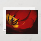 Red Tulip Post Card Postkarte (Vorne/Hinten)