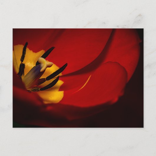 Red Tulip Post Card Postkarte (Vorderseite)