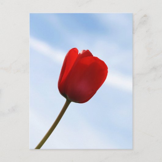 Red Tulip Postcard Postkarte (Vorderseite)