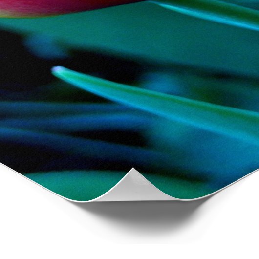 Red Tulip Poster (Ecke)