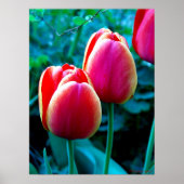 Red Tulip Poster (Vorne)