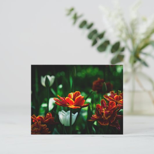 Red Tulip - Seine Majestät der König Postkarte (Stehend Vorderseite)