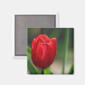 Red Tulip Spring Blume Magnet (Vorderseite/Rückseite)
