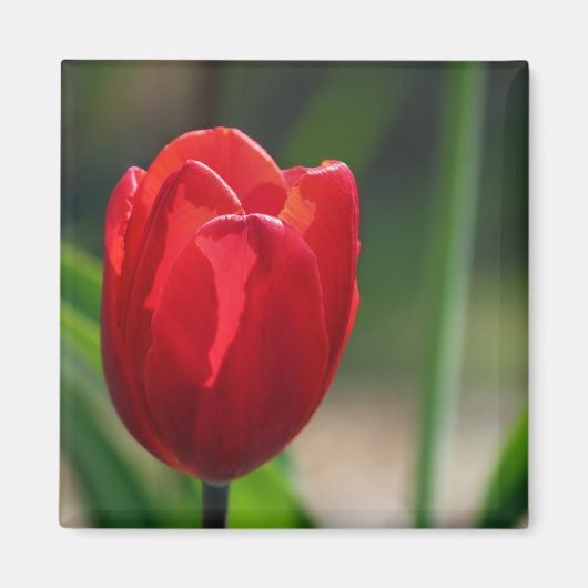 Red Tulip Spring Blume Magnet (Vorne)